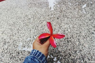 Close-up of hand holding red flower