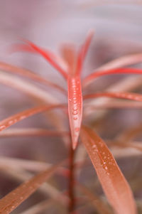 Close-up of red object