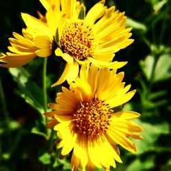 Close-up of yellow flower