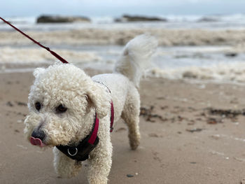 Dog walking on the beach 