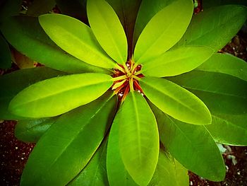 Close-up of plant