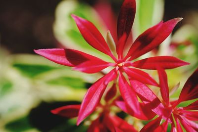 Close-up of red flowering plant