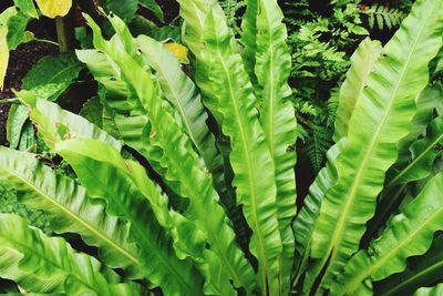 Full frame shot of fern leaves on field