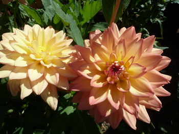 Close-up of flowering plant