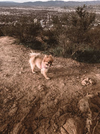 High angle view of dog on field