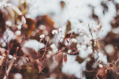 Close-up of leaves