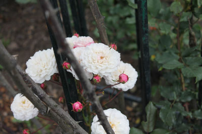 Close-up of white flowers blooming on tree