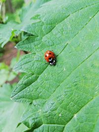 Close-up of ladybug on leaf