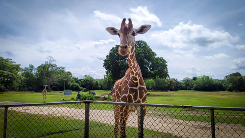 View of giraffe standing on field against sky