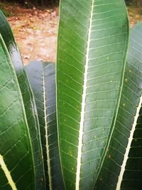 High angle view of fresh green leaves