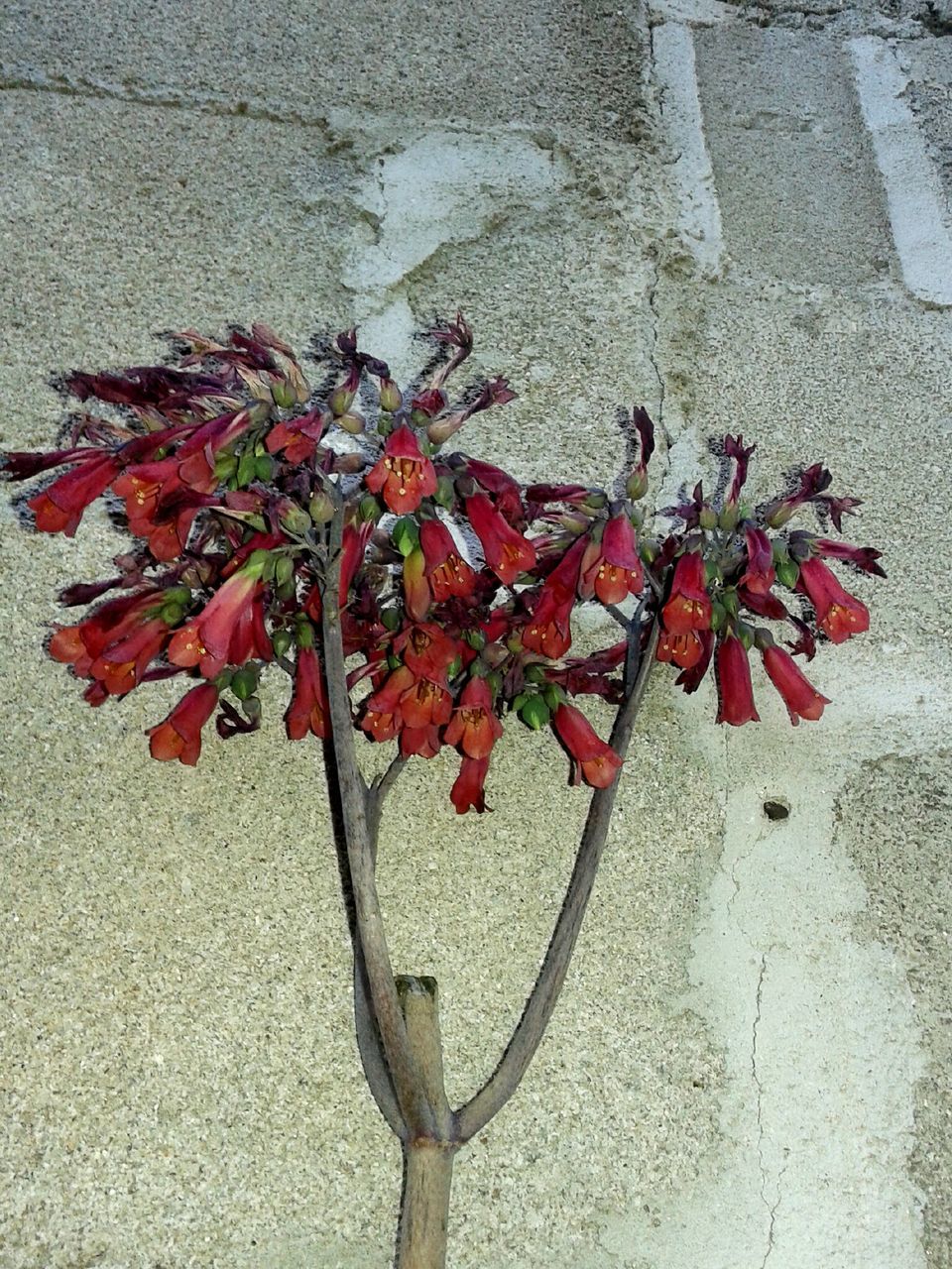 red, wall - building feature, plant, growth, flower, close-up, leaf, day, no people, outdoors, nature, high angle view, sunlight, wall, stem, metal, built structure, sidewalk, fragility, growing