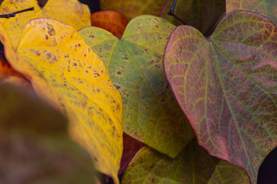 Close-up of yellow maple leaves