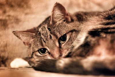 Close-up portrait of cat