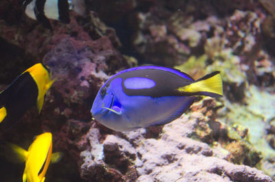 Close-up of fish swimming in sea