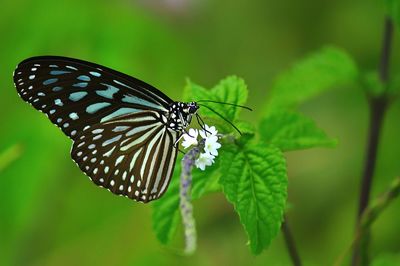 Close-up of butterfly pollinating flower