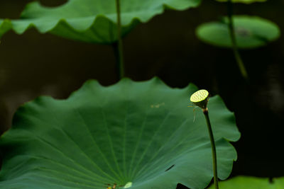 Close-up of water lily