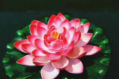 Close-up of pink flower