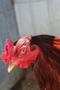 Close-up of rooster