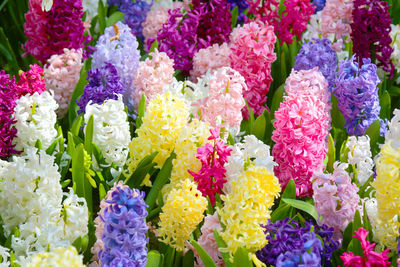 High angle view of colorful hyacinth blooming on field