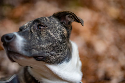 Close-up of dog