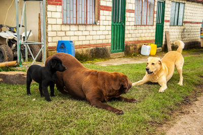 Dogs on grass