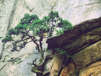 Moss on rock