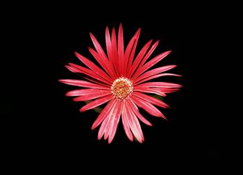 Close-up of red flower against black background