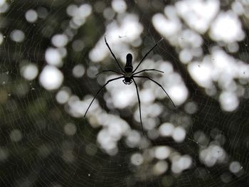 Close-up of spider on web