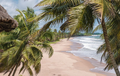 View of the beach with palm trees in axim ghana west africa