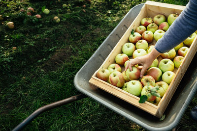 Hand harvesting apples from tree