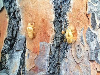 Full frame shot of tree trunk