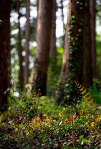 View of a forest