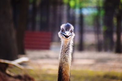 Portrait of an animal on land