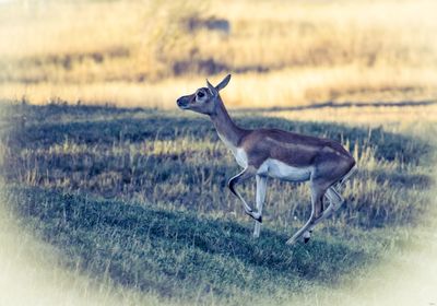 Side view of deer on field