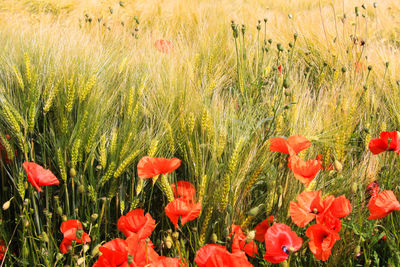 Close-up of red poppy flowers growing on field