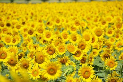 Full frame shot of sunflower field