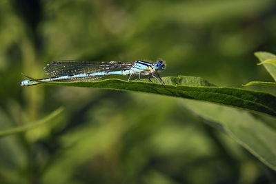 Close-up of an insect