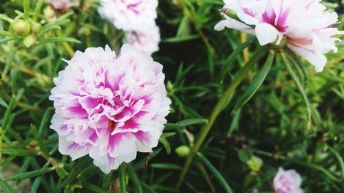 Close-up of pink flower blooming in garden