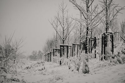 Bare trees on snow field against clear sky