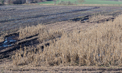 Scenic view of field