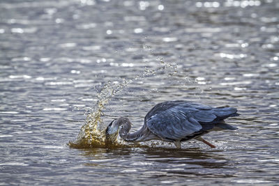 Duck in a lake