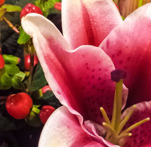 Close-up of pink flower