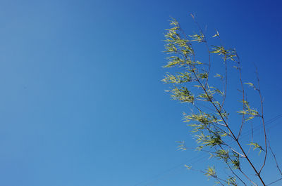 Low angle view of flowers against clear blue sky