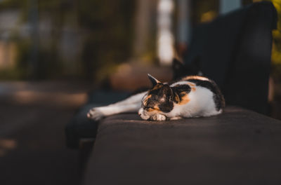 Cat sleeping outdoors