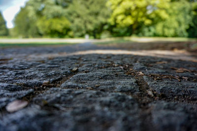 Surface level of road against trees in city