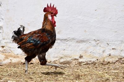 Close-up of rooster on field