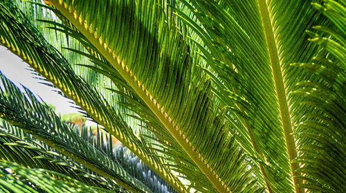 Close-up of palm tree leaves