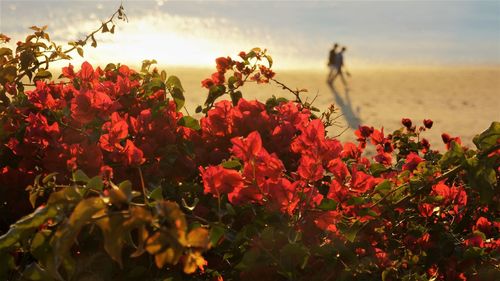 Close-up of red flowering plants with beach in backgroun