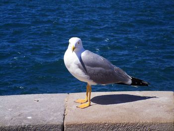 Bird in water