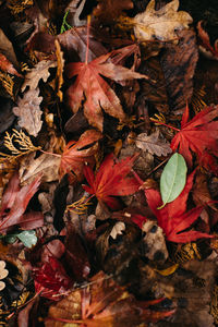 Close-up of autumn leaves